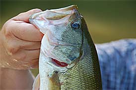 Bass fishing in Ohio