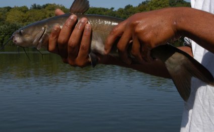 Walleye fishing in PA