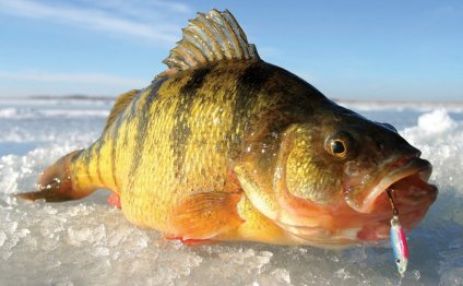 1+ images about Ice Fishing