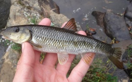 River fish species