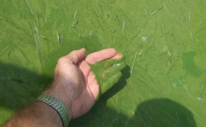 Water pollution in Lake Erie