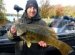 Lake Erie smallmouth bass