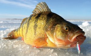 How to go ice fishing?