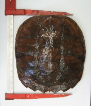 Snapping turtle carapace measurement