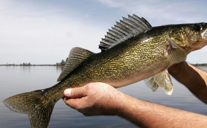 Best way to catch Walleye from shore